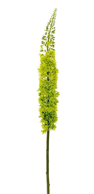 2290051LG 55" EREMURUS FOXTAIL LILY LIGHT GREEN (AVAL)