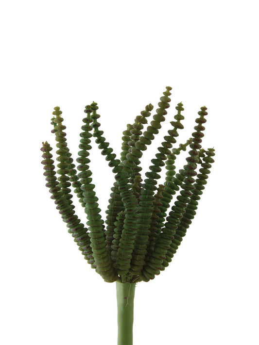 2130039GP 4.5" Ringed Euphorbia - A&B Wholesale Market Inc