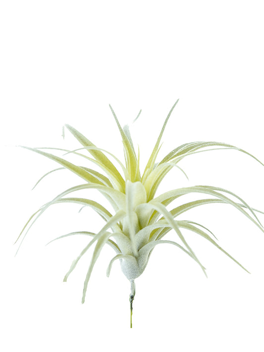 2130120SG 6" Tillandsia Pick - A&B Wholesale Market Inc