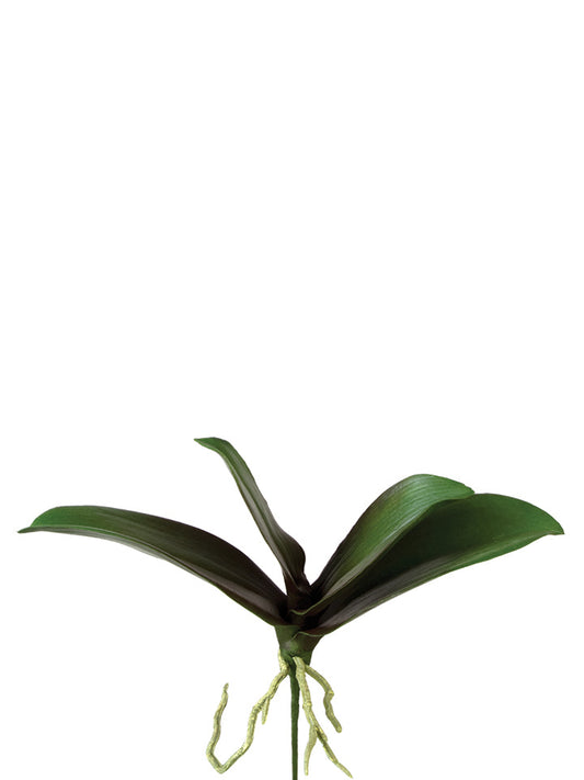 2230035GB 10.5" Phalaenopsis Leaves x4 - A&B Wholesale Market Inc