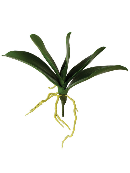 2230035GR 10.5" Phalaenopsis Leaves x5 - A&B Wholesale Market Inc