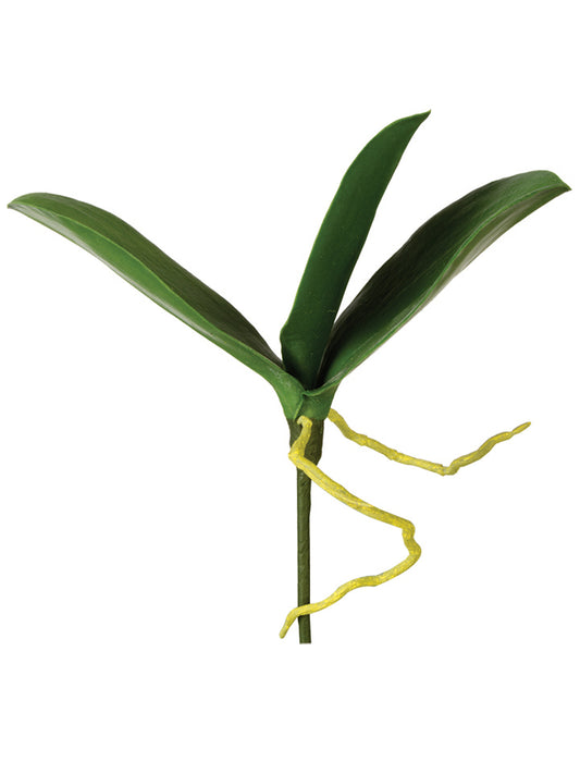 2230036GR 9.5" Phalaenopsis Leaves x3 - A&B Wholesale Market Inc