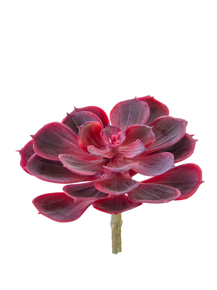 2130204RD 5.5" Echeveria Pick Red - A&B Wholesale Market Inc