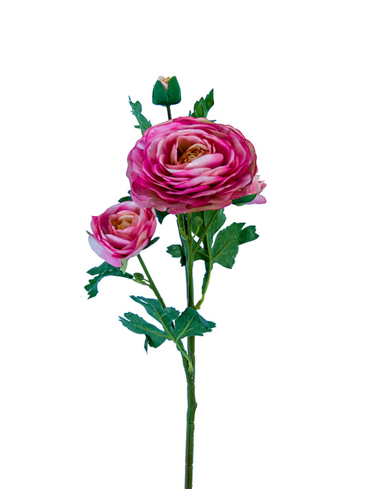 2280016FC 25" ITALIAN RANUNCULUS- FUCHSIA/CREAM