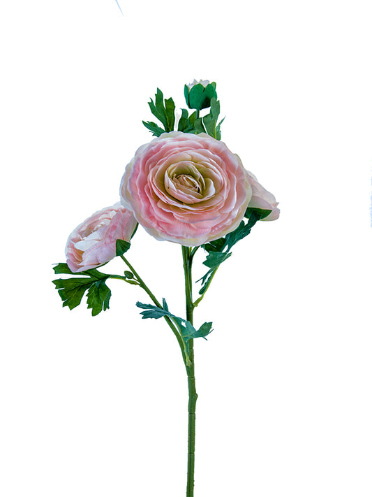 2280016LP 25" ITALIAN RANUNCULUS