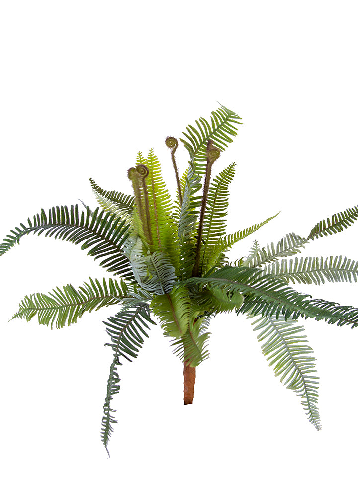 2320137VG 16" BOSTON FERN BUSH- VAR. GREEN