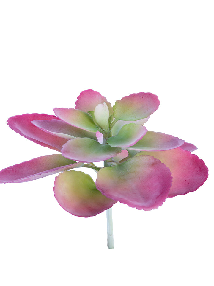 2130225GM  8" AEONIUM PICK