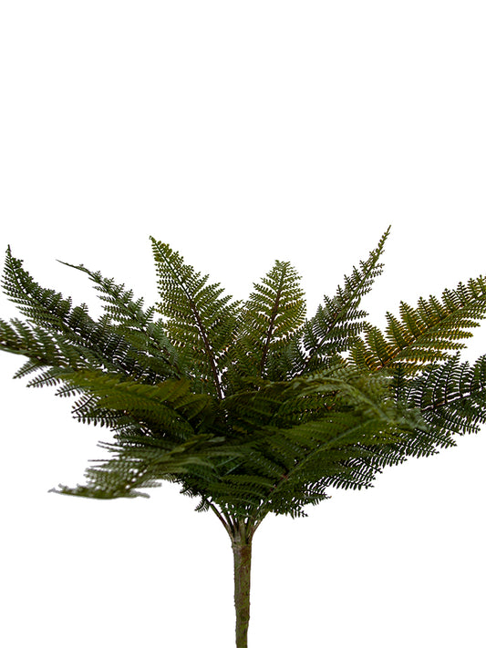 2320157VG  22" TOTARA FERN BUSH