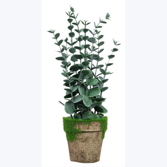 11509 Eucalyptus In Planter - A&B Wholesale Market Inc