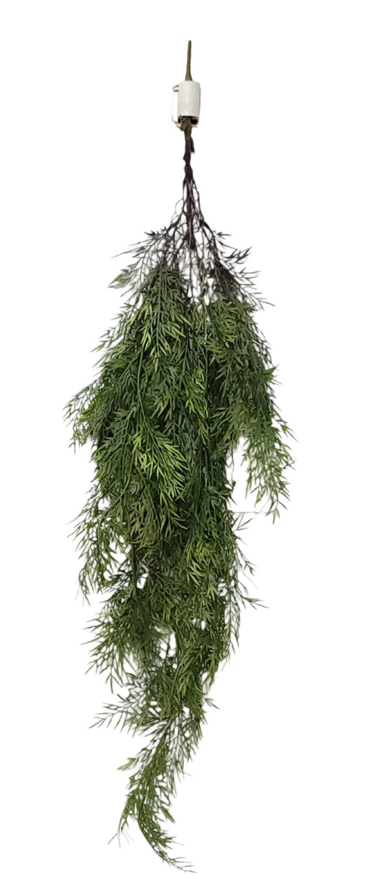 15741  ASPARAGUS HANGING BUSH- GREEN