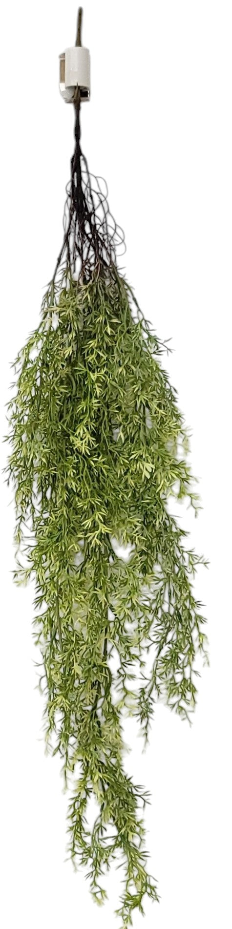 15742  ASPARAGUS HANGING BUSH- LT. GREEN