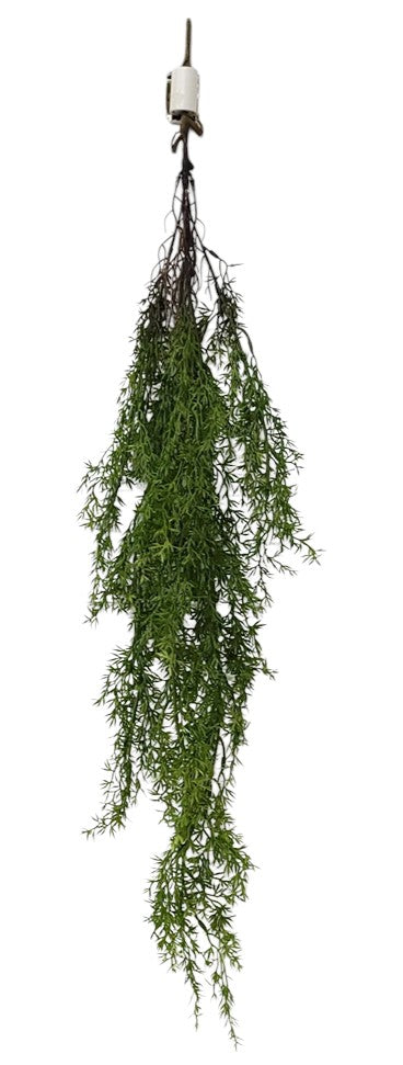 15743  ASPARAGUS HANGING BUSH- FS. GREEN