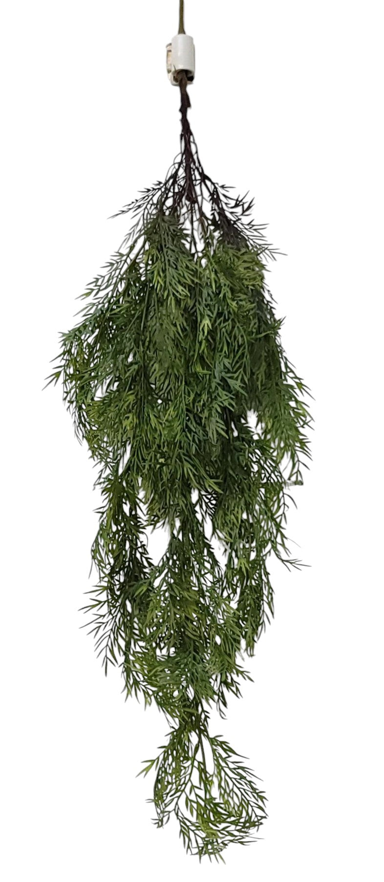 15753  SPRINGERI HANGING BUSH- FS. GREEN