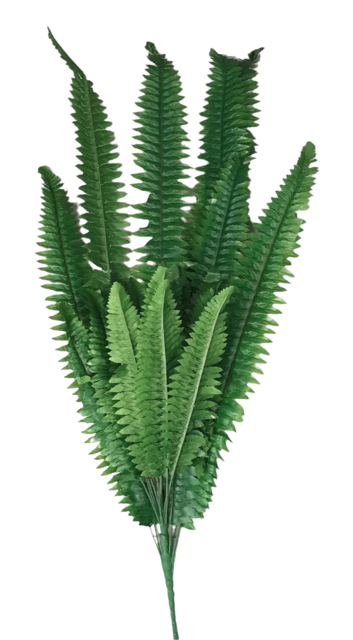 43001 LARGE FERN X24