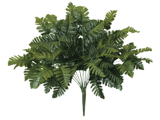 55661 Leather Fern Bush x12