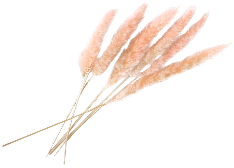 66660.04 25.5"-28" Slim Dried Pampas Grass S6 Pink 6pk - A&B Wholesale Market Inc