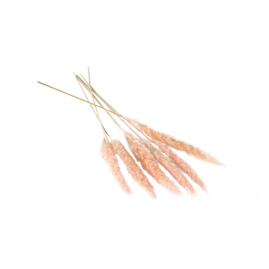 66660.04 25.5"-28" Slim Dried Pampas Grass S6 Pink 6pk - A&B Wholesale Market Inc