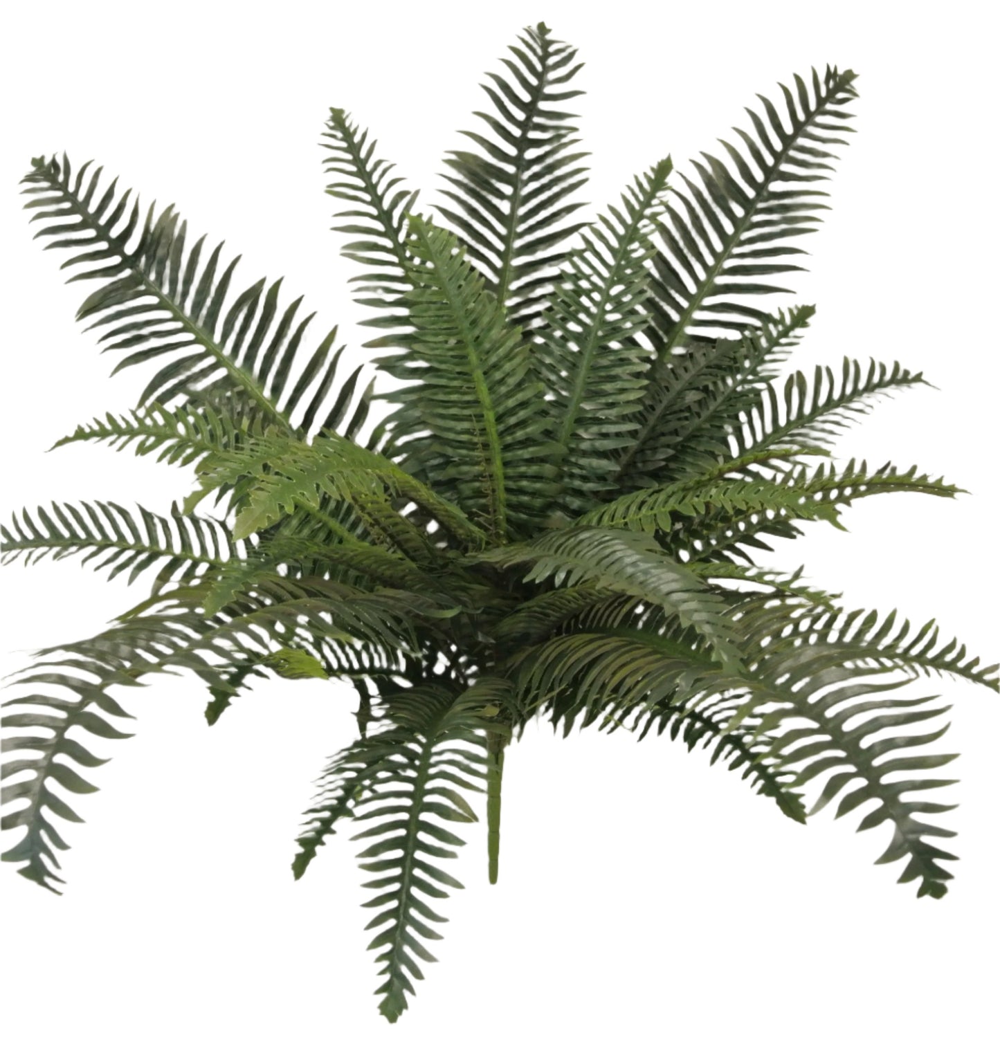 80905   32" RUFFLE FERN X5