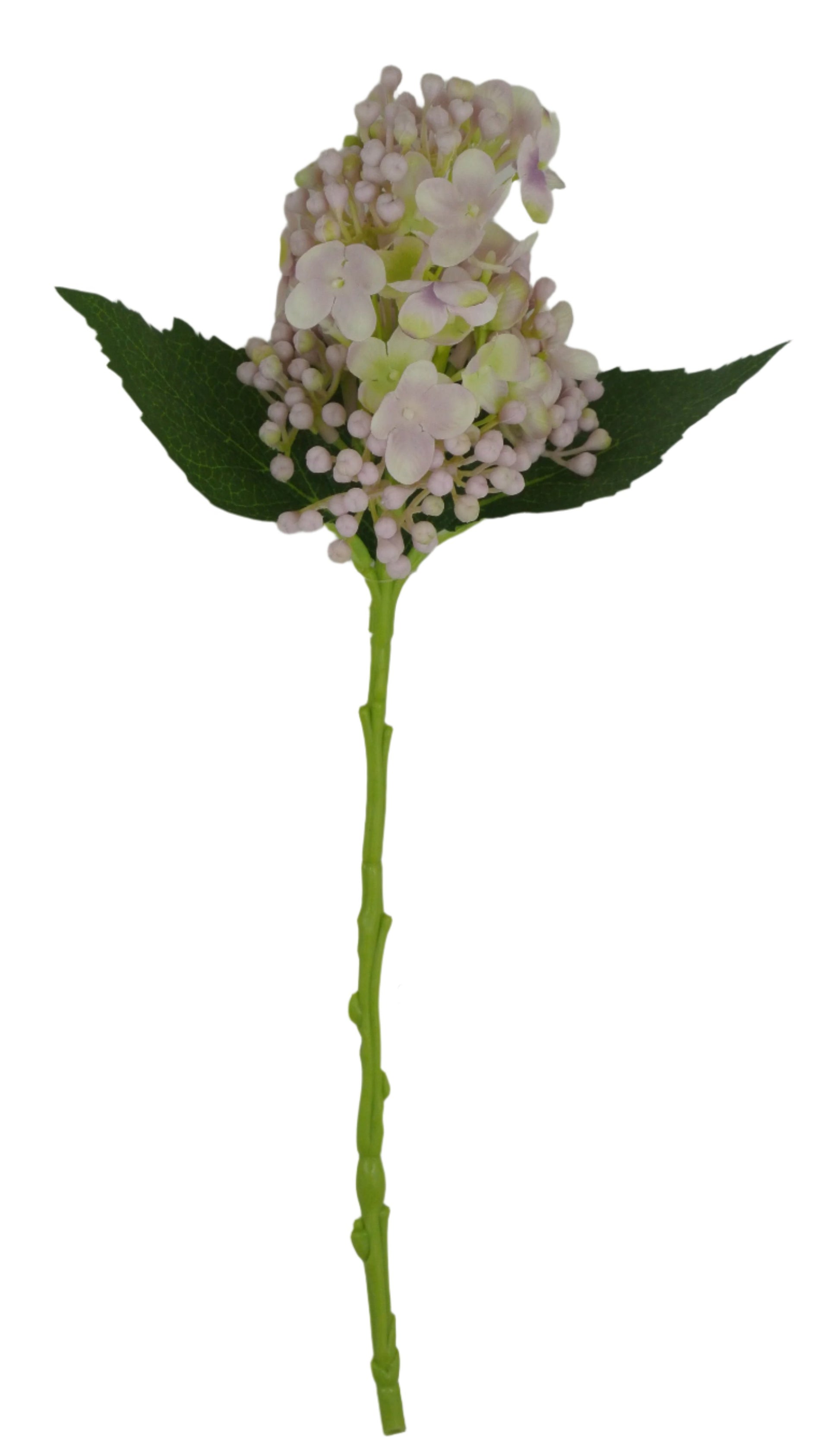 81707-LILAC Budding Hydrangea - A&B Wholesale Market Inc