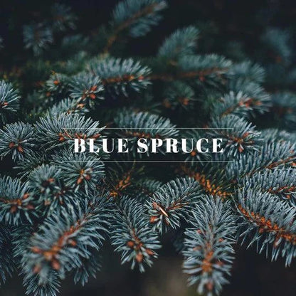 00006 Wax Melt- Blue Spruce - A&B Wholesale Market Inc
