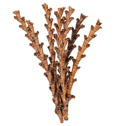 H2LADS000 18" DRIED NATURAL BURITI TWIG 18/BAG