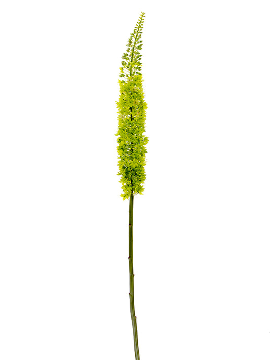 2290051LG 55" EREMURUS FOXTAIL LILY LIGHT GREEN (AVAL) - A&B Wholesale Market Inc