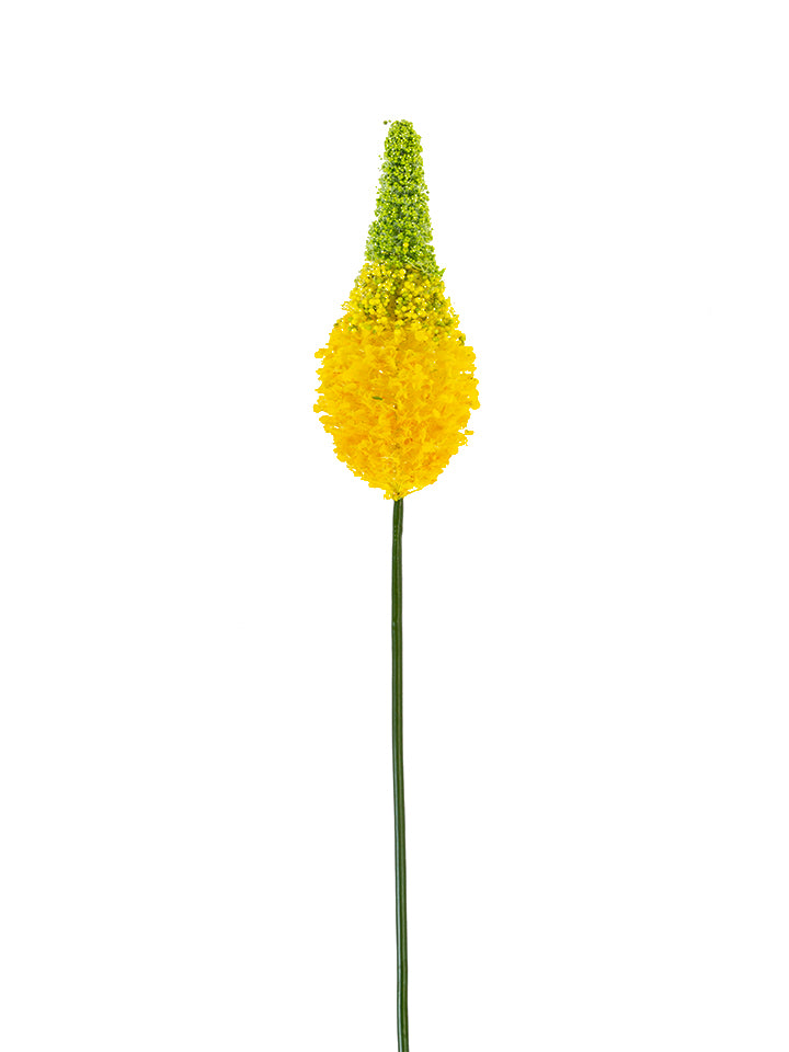 2290081YL- 33" EREMURUS YELLOW - A&B Wholesale Market Inc