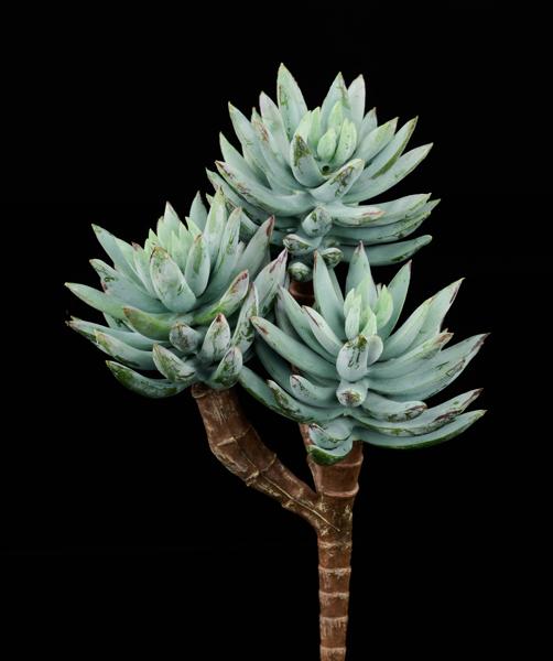 FE1045J5 8"L UV SHIELD SUCCULENT PICK DUSTY TT GREEN - A&B Wholesale Market Inc