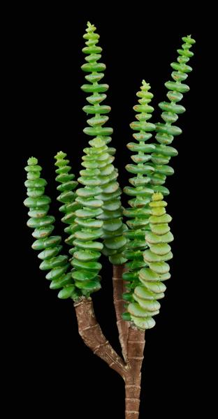 FE1049H8 11.5"L UV SHIELD SUCCULENT PICK GREEN W/BLUE - A&B Wholesale Market Inc